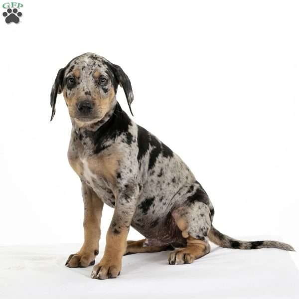 Max - Catahoula Leopard Dog Puppy For Sale in Pennsylvania